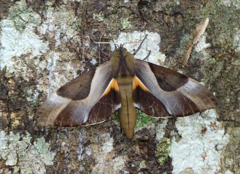 Image of Coequosa triangularis (Donovan 1805)