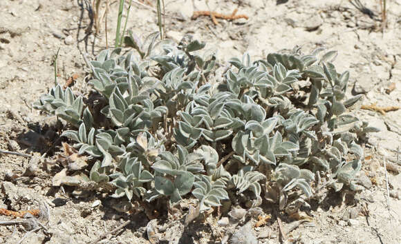 Image of Newberry's milkvetch