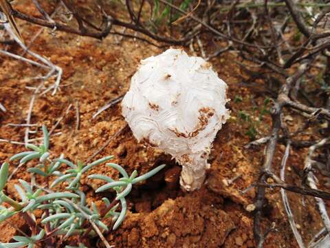 Imagem de Phellorinia herculeana (Pers.) Kreisel 1961