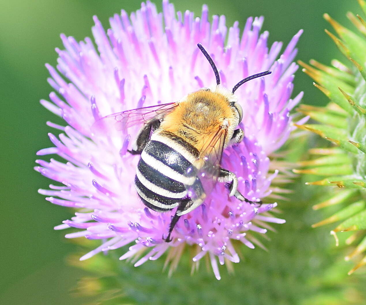 Image of Amegilla quadrifasciata (de Villers 1789)