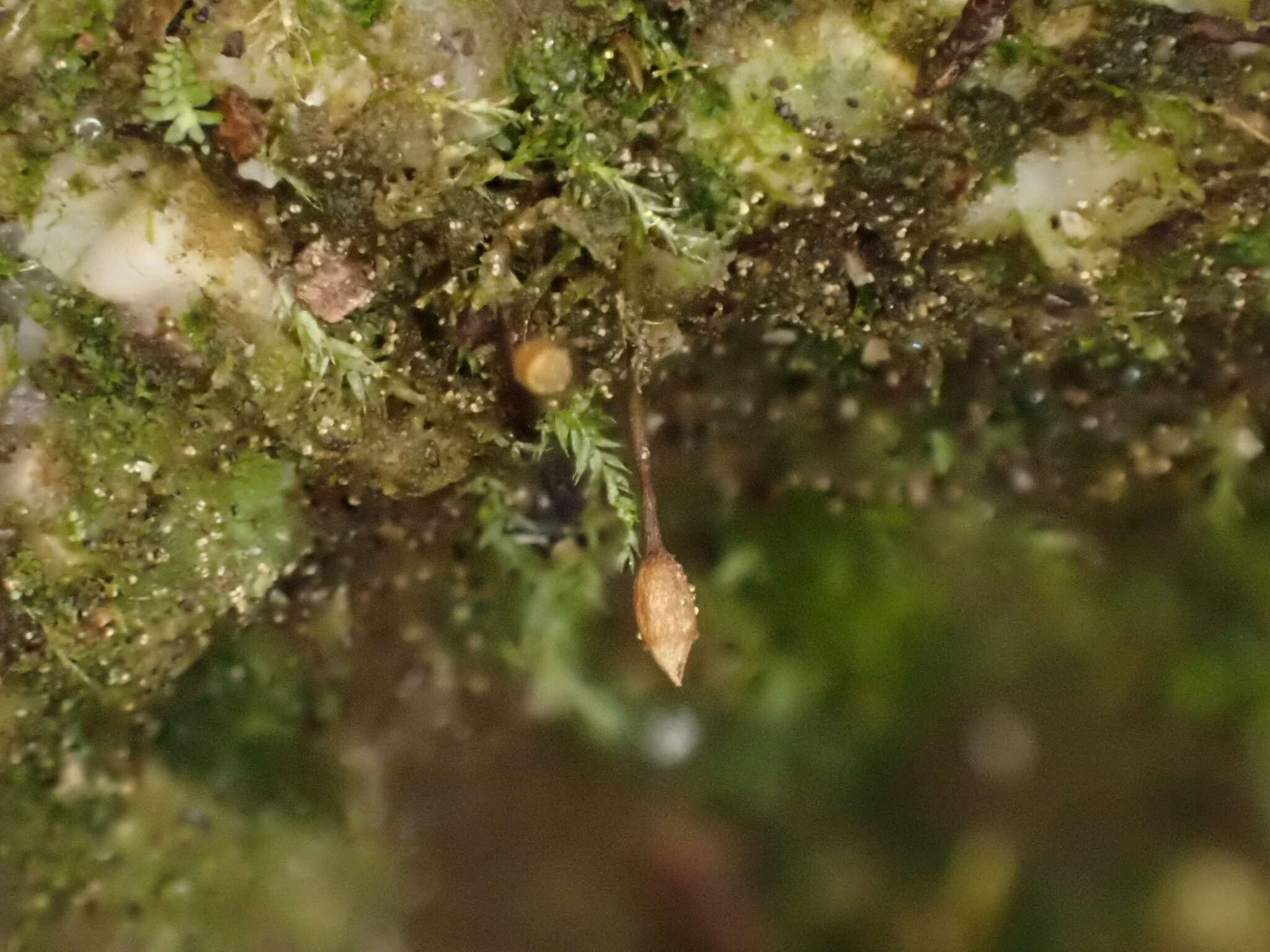 Image of ovate tetrodontium moss