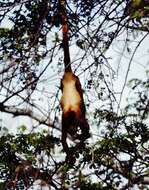 Image of ursine howler monkey