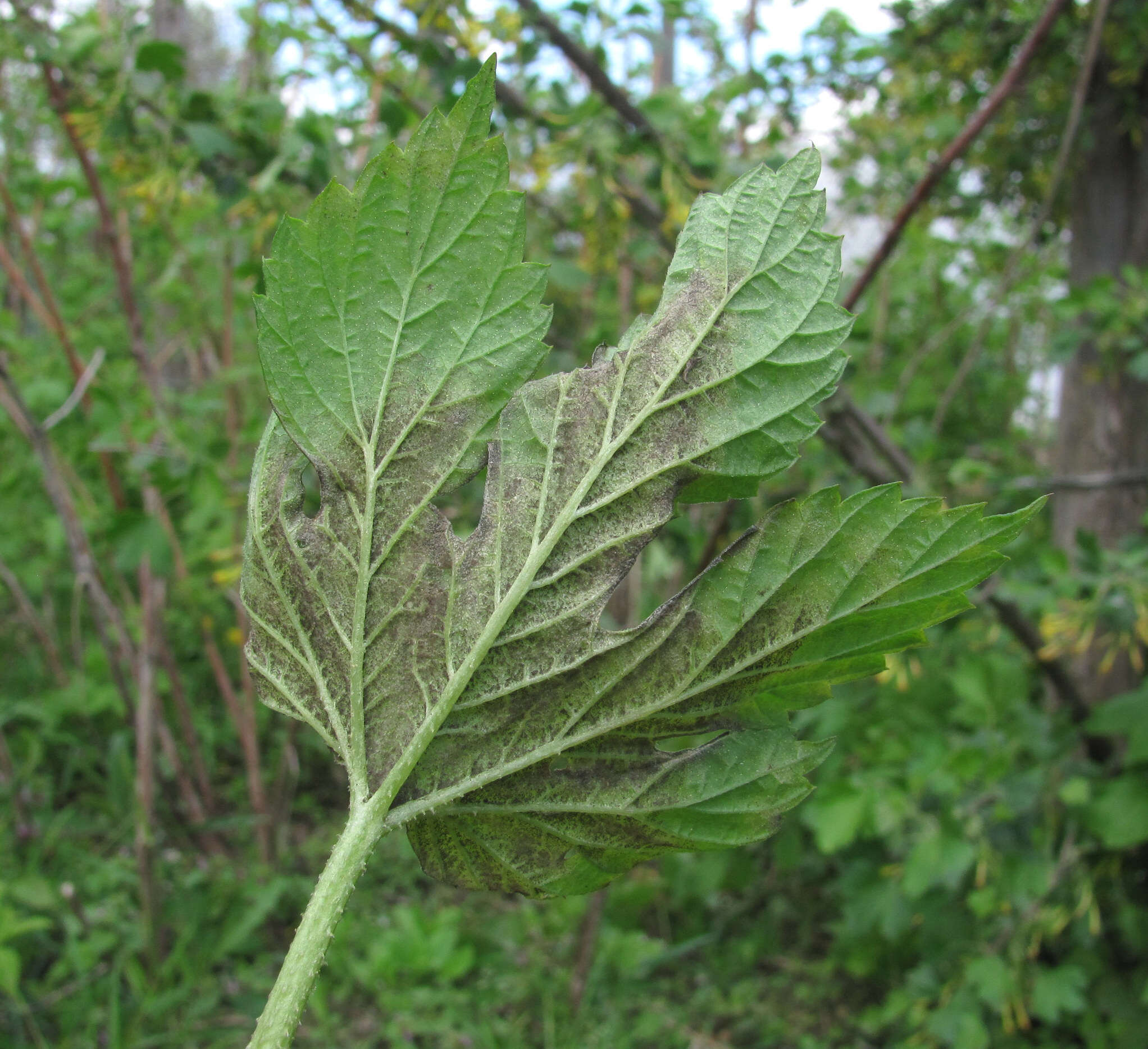 Image of Pseudoperonospora cubensis