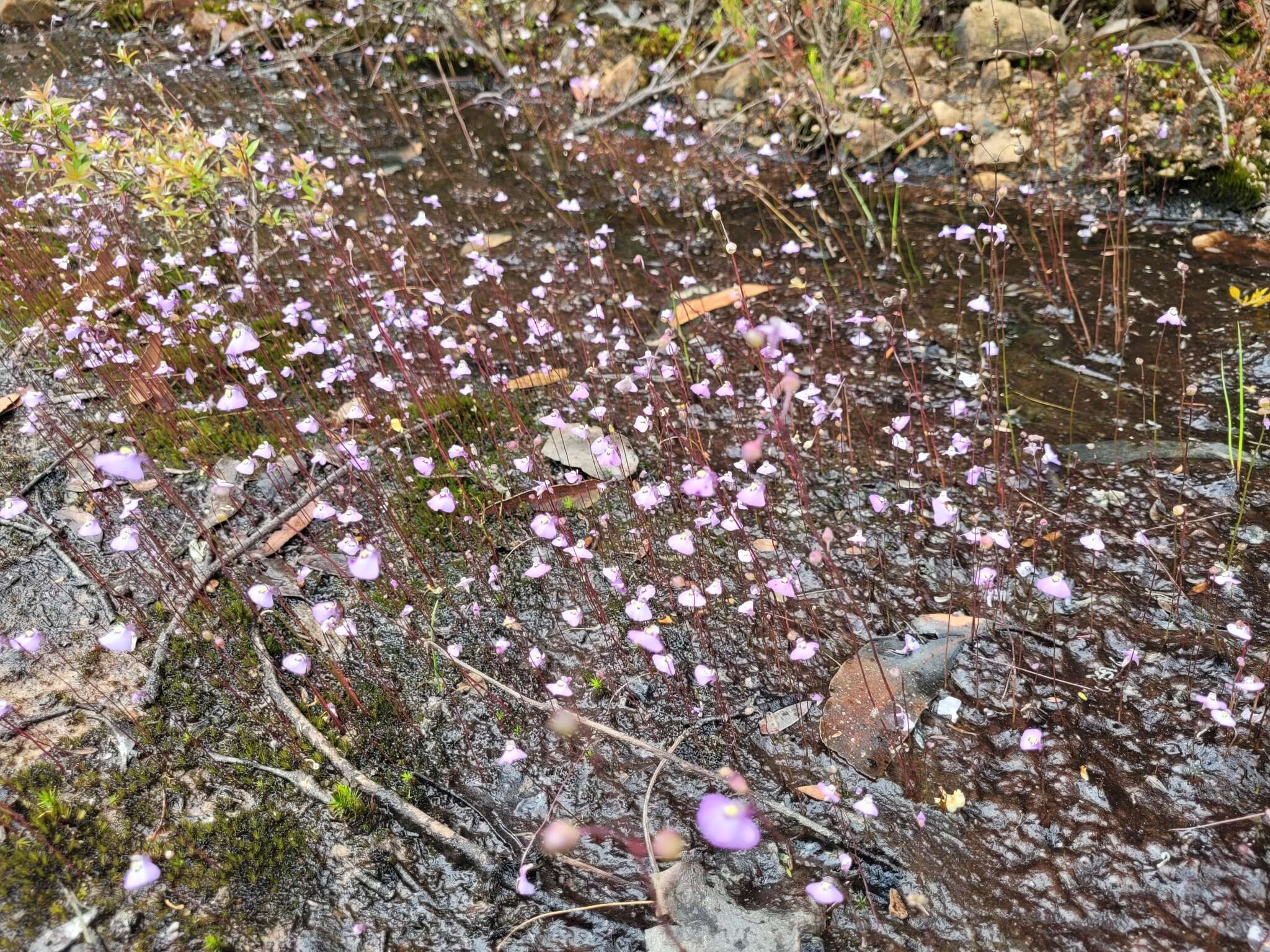 Image of Utricularia grampiana R. W. Jobson