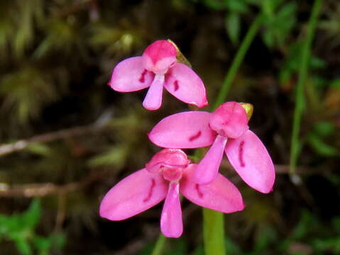 Image of Disa vaginata Harv. ex Lindl.