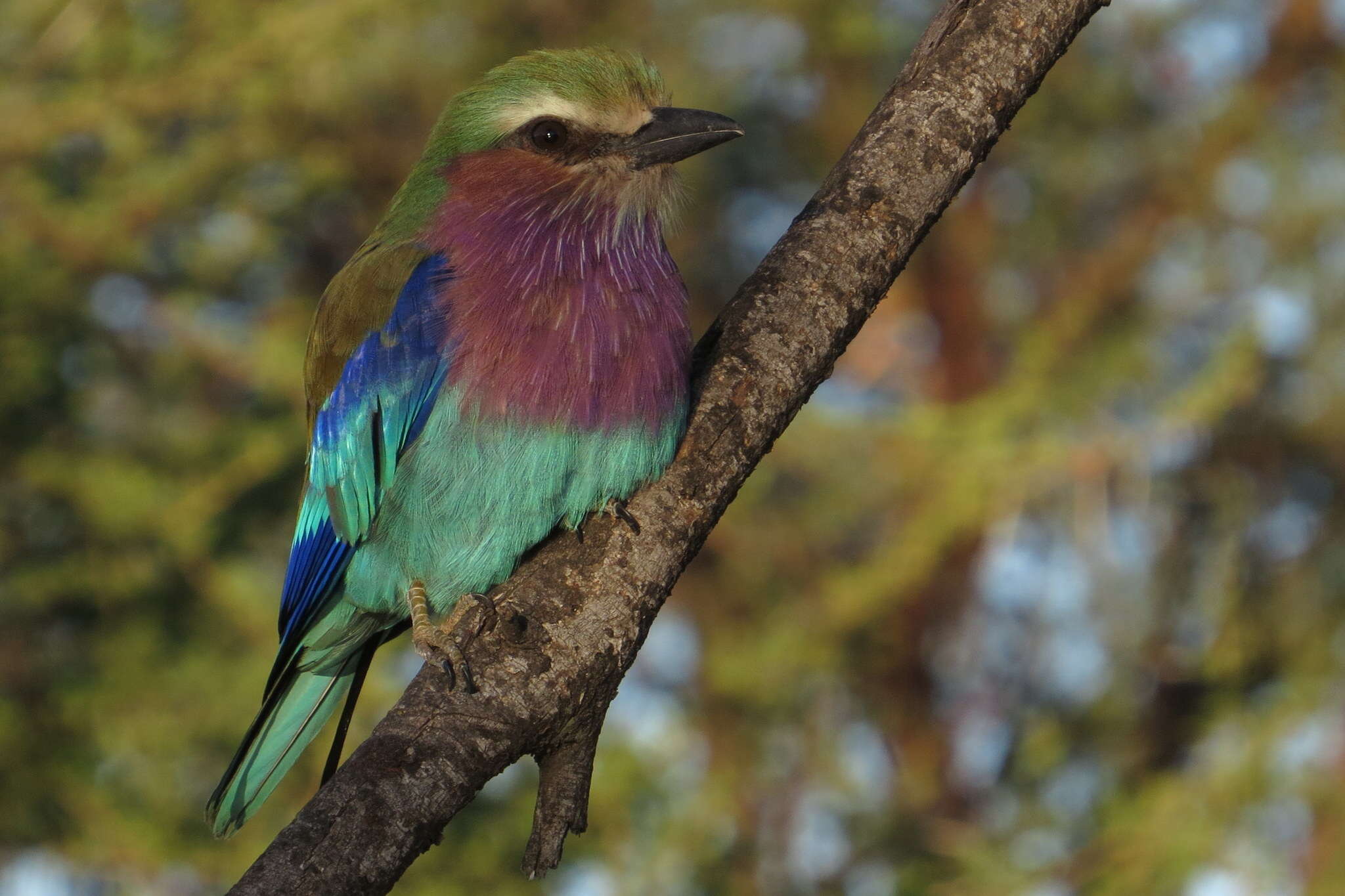 Image of Coracias caudatus caudatus Linnaeus 1766