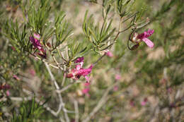 Imagem de Eremophila alternifolia R. Br.