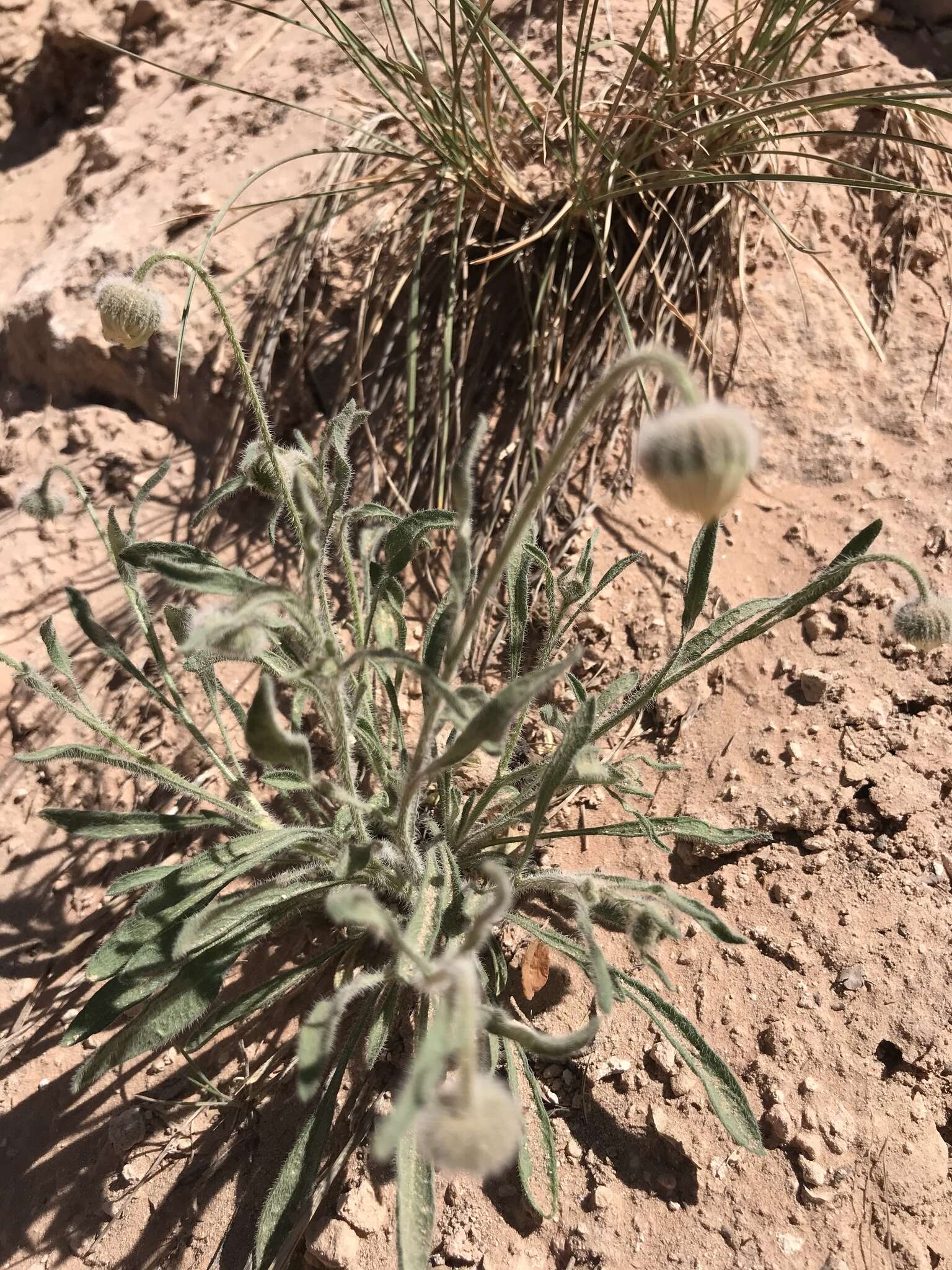 Image of Navajo fleabane