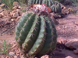 Image of Melocactus curvispinus subsp. curvispinus