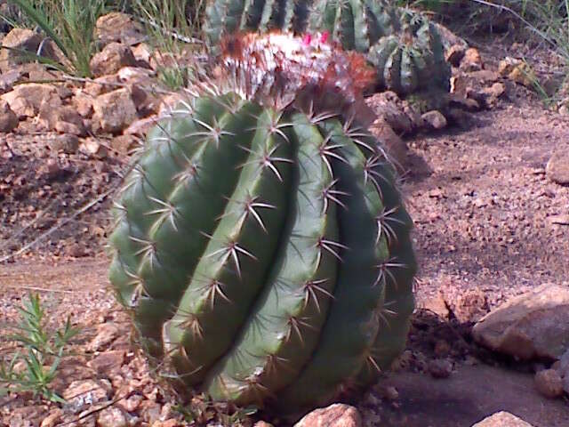 Image of Melocactus curvispinus subsp. curvispinus