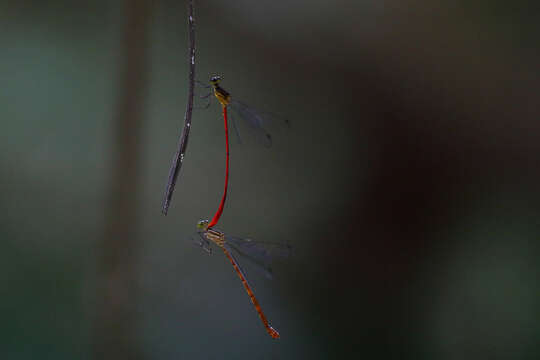 Image of Heteragrion erythrogastrum Selys 1886