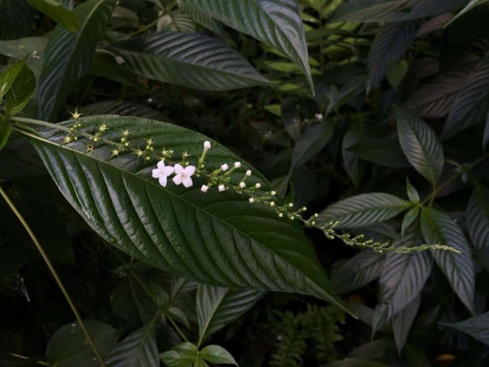 Imagem de Gonzalagunia hirsuta (Jacq.) K. Schum.