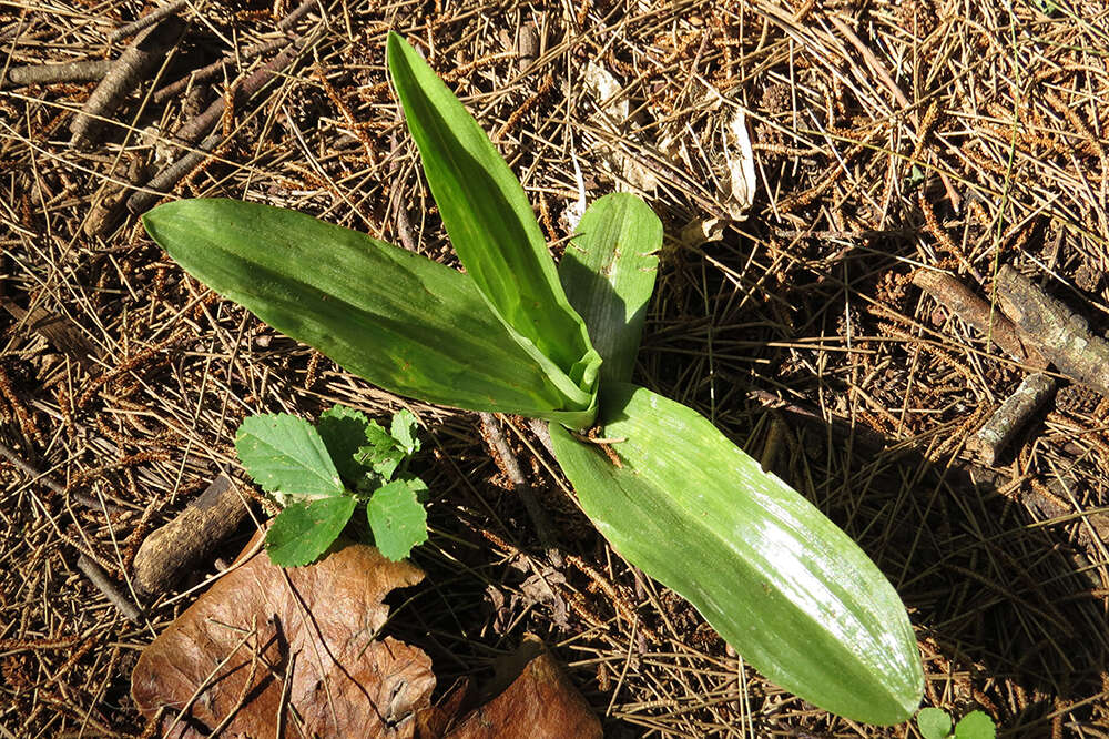 Image of Chloraea membranacea Lindl.