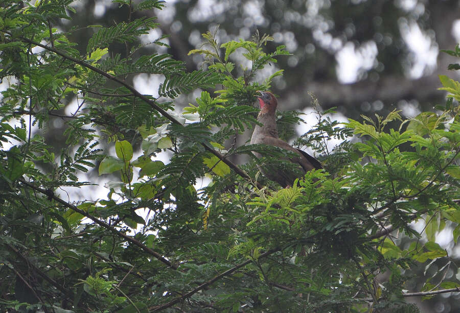 Ortalis motmot (Linnaeus 1766) resmi