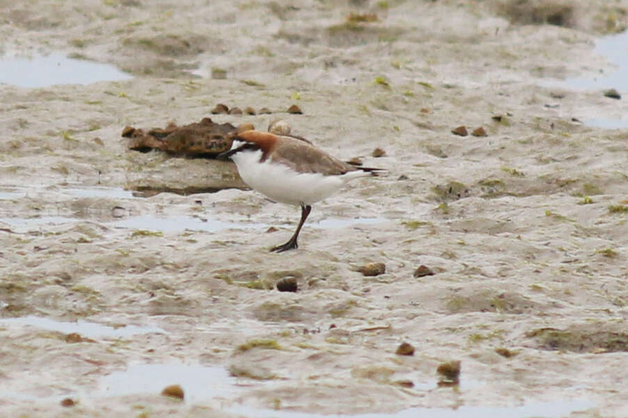 Image of Red-capped Dotterel