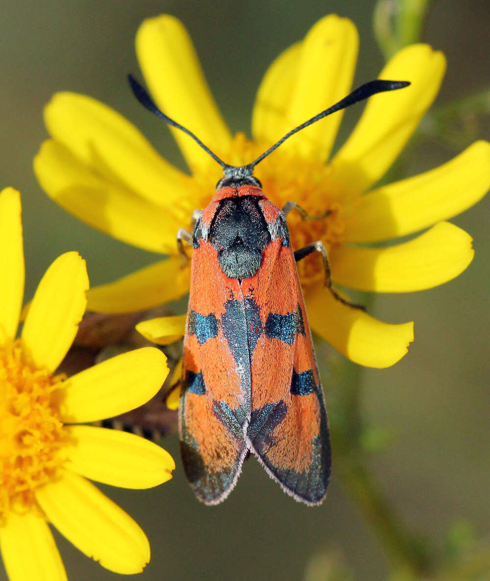 Image of Zygaena laeta Hübner 1790