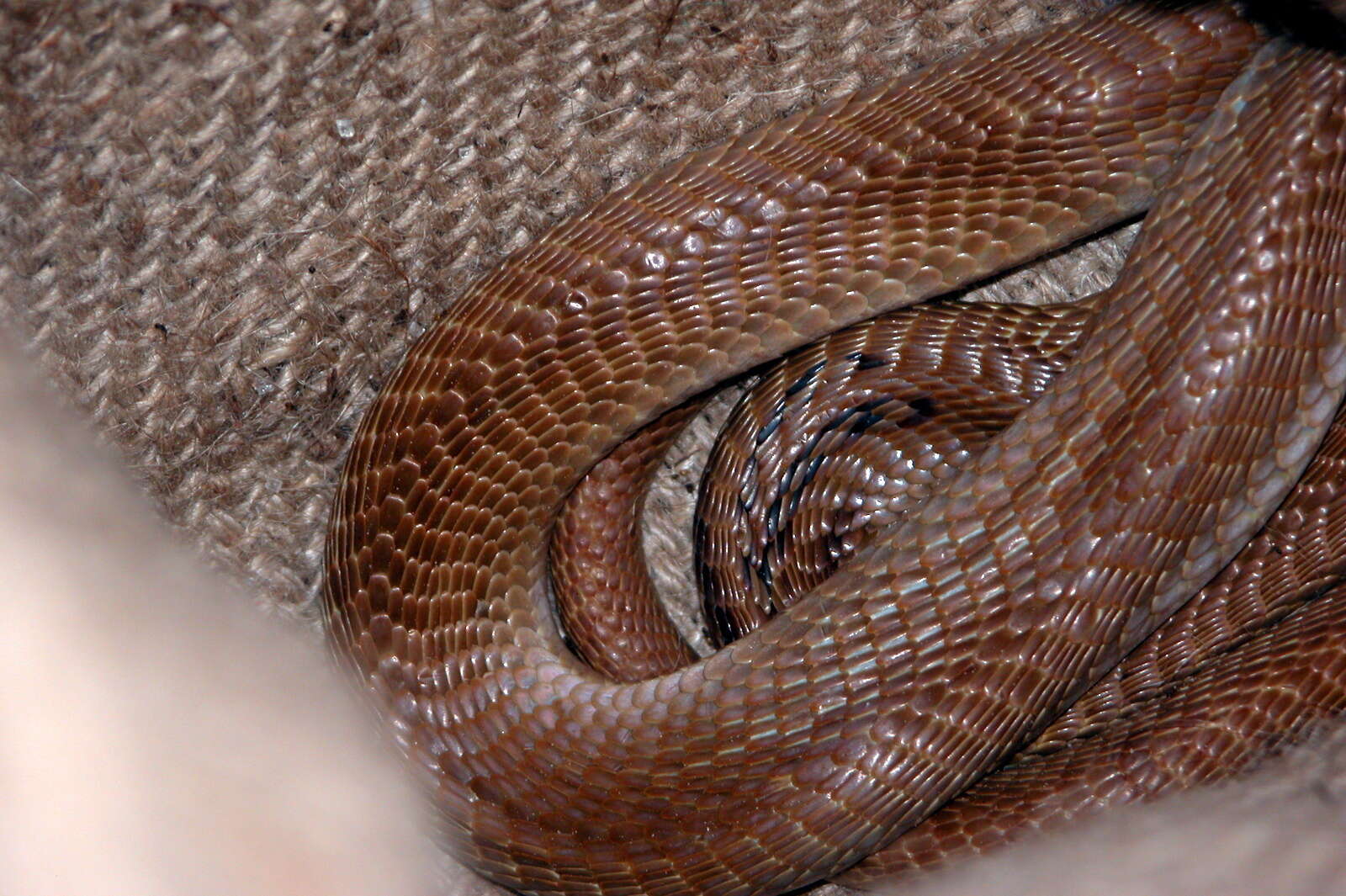 Image of Indian cobra