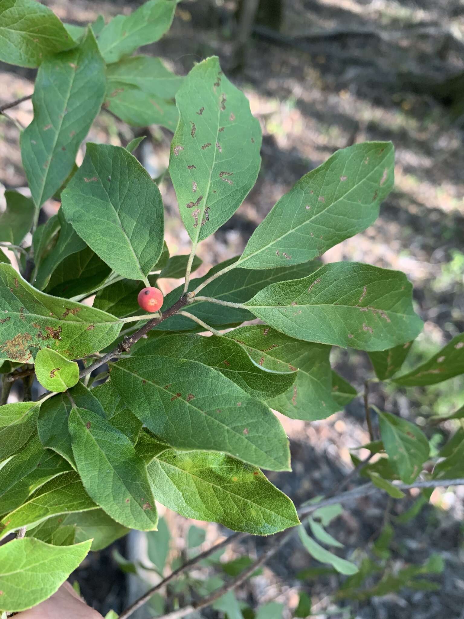 Imagem de Ilex amelanchier M. A. Curt. ex Chapm.