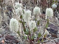 Image of Ptilotus nobilis F. Müll.