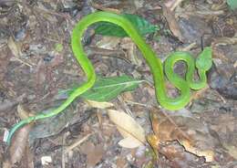 Image of Mexican palm viper