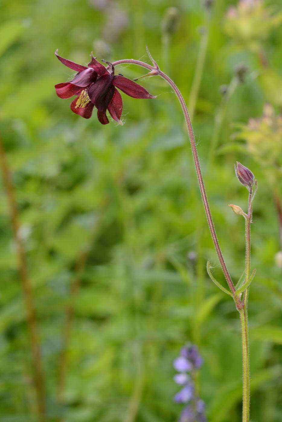 Image of Aquilegia atrovinosa M. Pop. ex Gamajun.