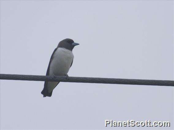 Image of White-breasted Woodswallow