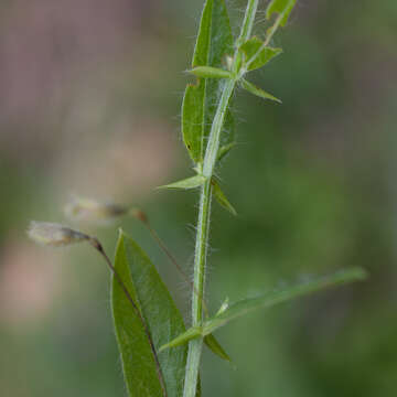 Plancia ëd Psoralea monophylla (L.) C. H. Stirt.