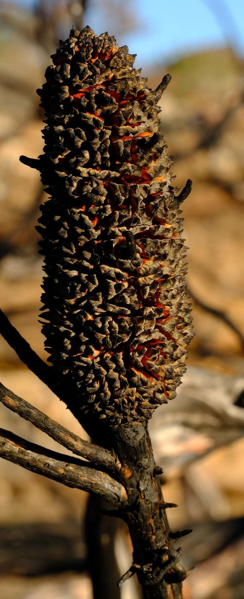 Image of Cliffortia dichotoma Fellingham