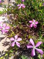 Imagem de Catharanthus lanceus (Boj. ex A. DC.) Pichon