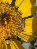 Image of Andrena balsamorhizae La Berge 1967