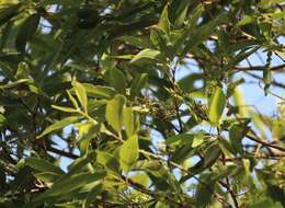 Image de Syzygium salicifolium (Wight) J. Grah.