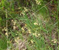 Image of Yellow Woodrush