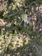 Image de Maerua parvifolia Pax