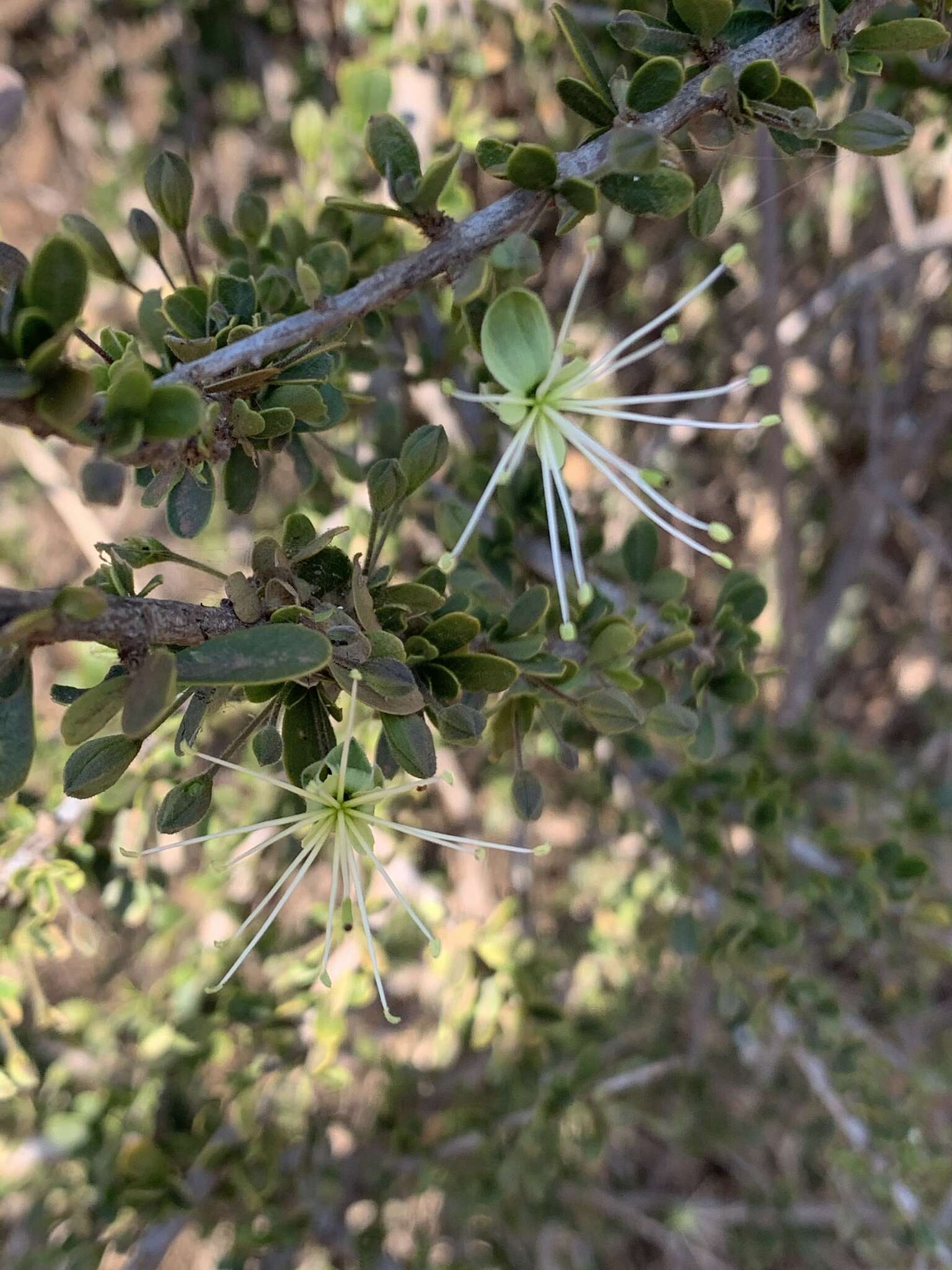 Image of Dwarf bush-cherry