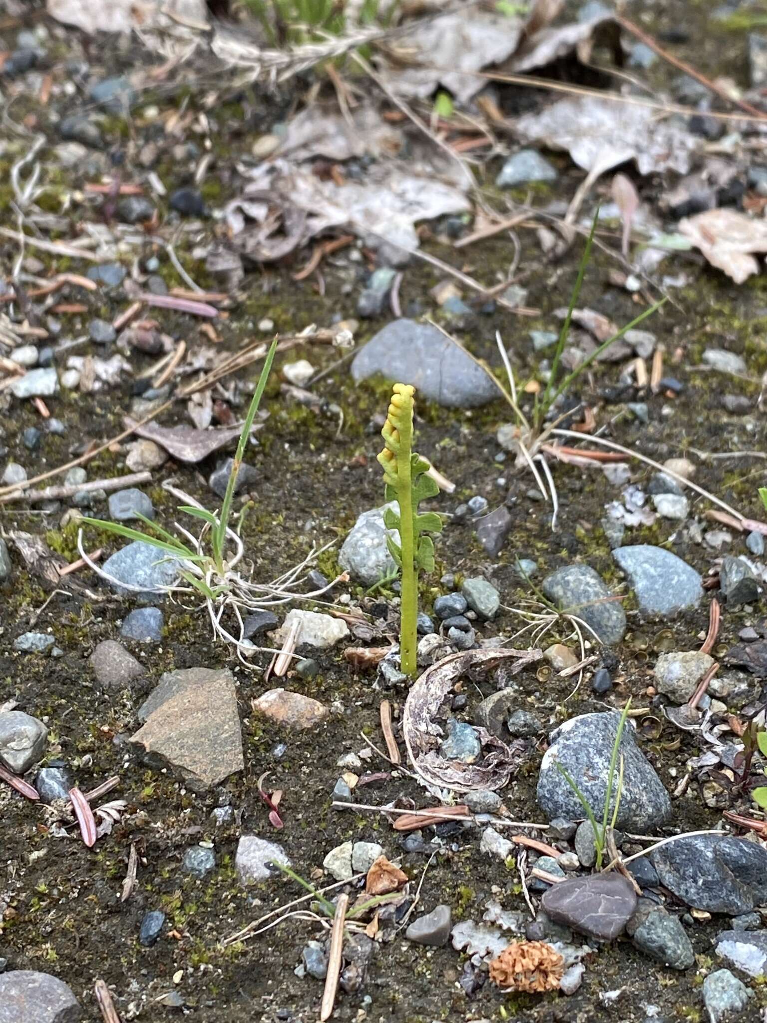 Image of Mingan moonwort