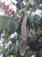 Image of Bauhinia picta (Kunth) DC.