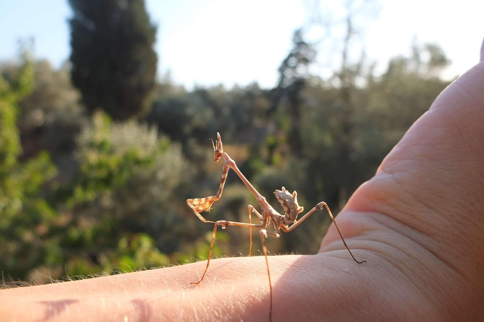 Image of Empusa fasciata Brulle 1832