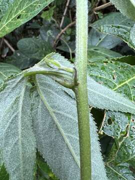 Image of Passiflora flexipes Triana & Planch.