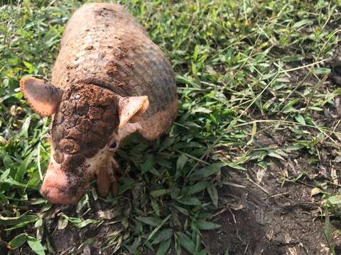 Image of naked-tailed armadillos