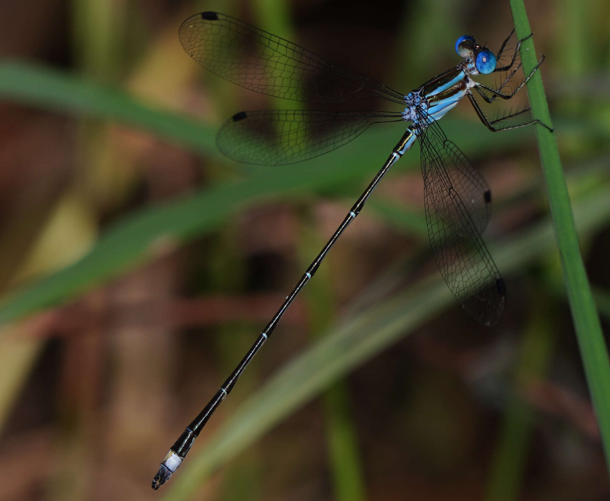 Слика од Lestes tenuatus Rambur 1842