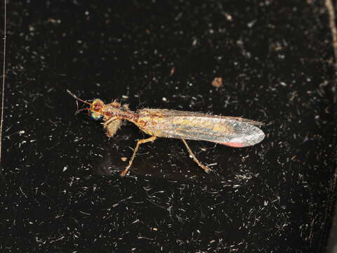 Image of Campion callosus Lambkin 1986