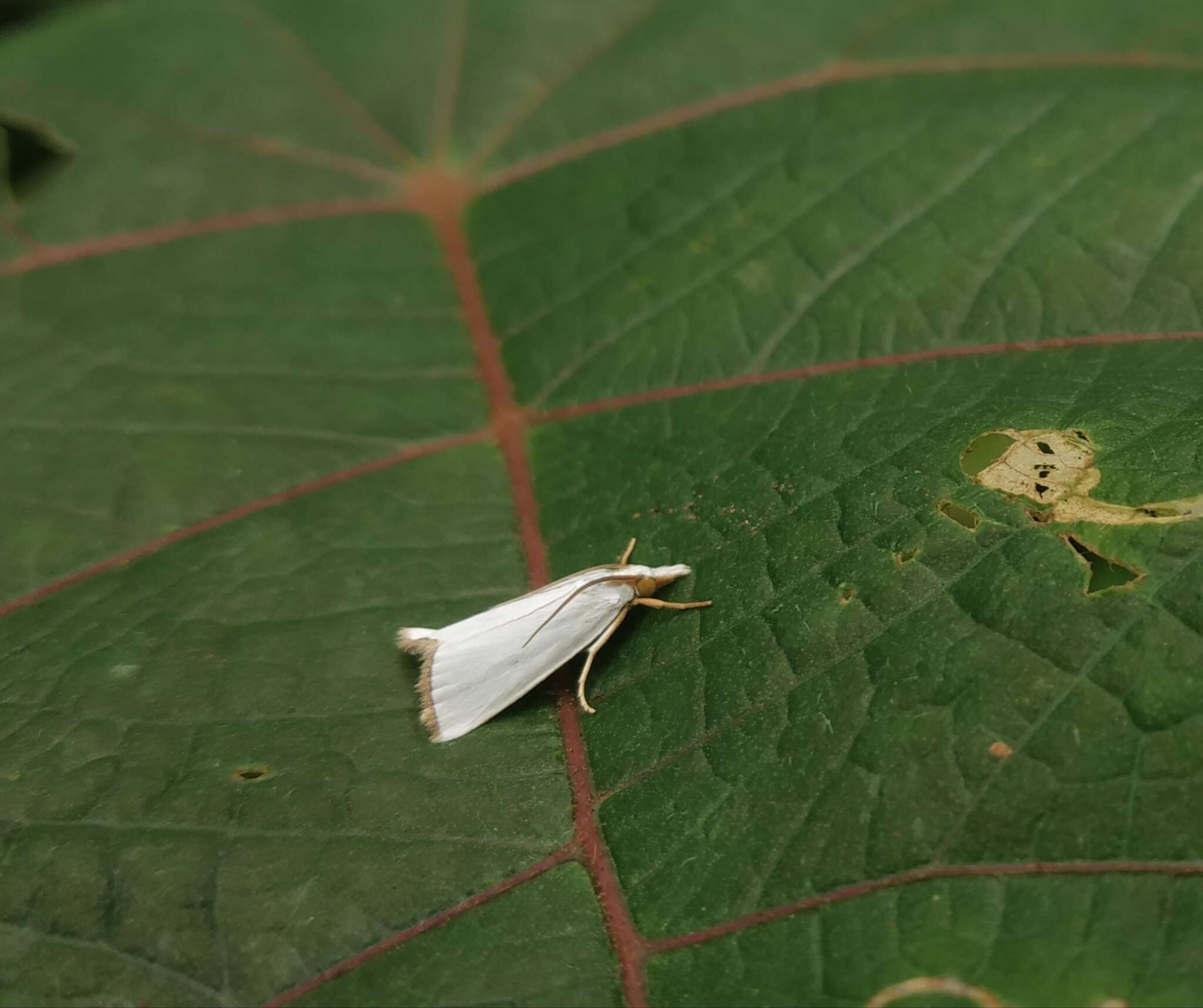 Plancia ëd Pseudocatharylla nigrociliella Zeller 1863