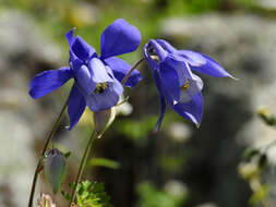 Image of Alpine Columbine