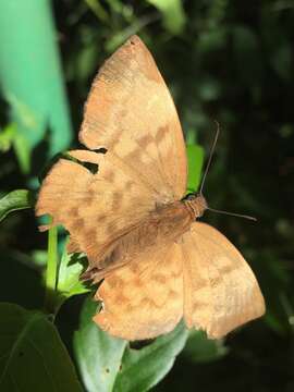 Image of Achlyodes pallida Felder 1869