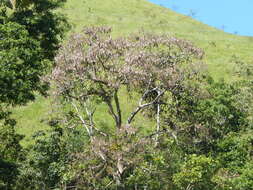 Image of Erythrina verna Vell.