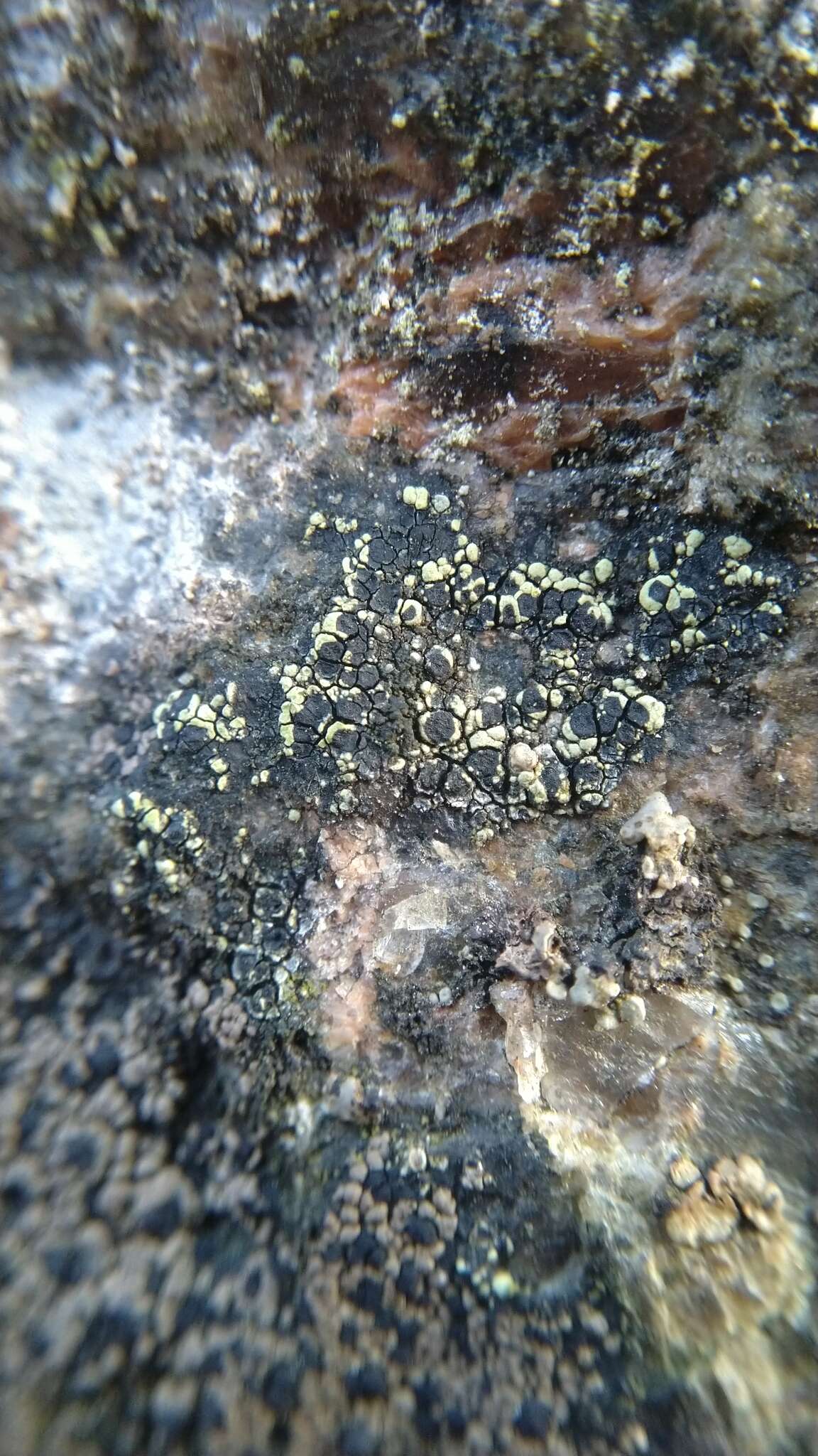 Image of lecanora map lichen