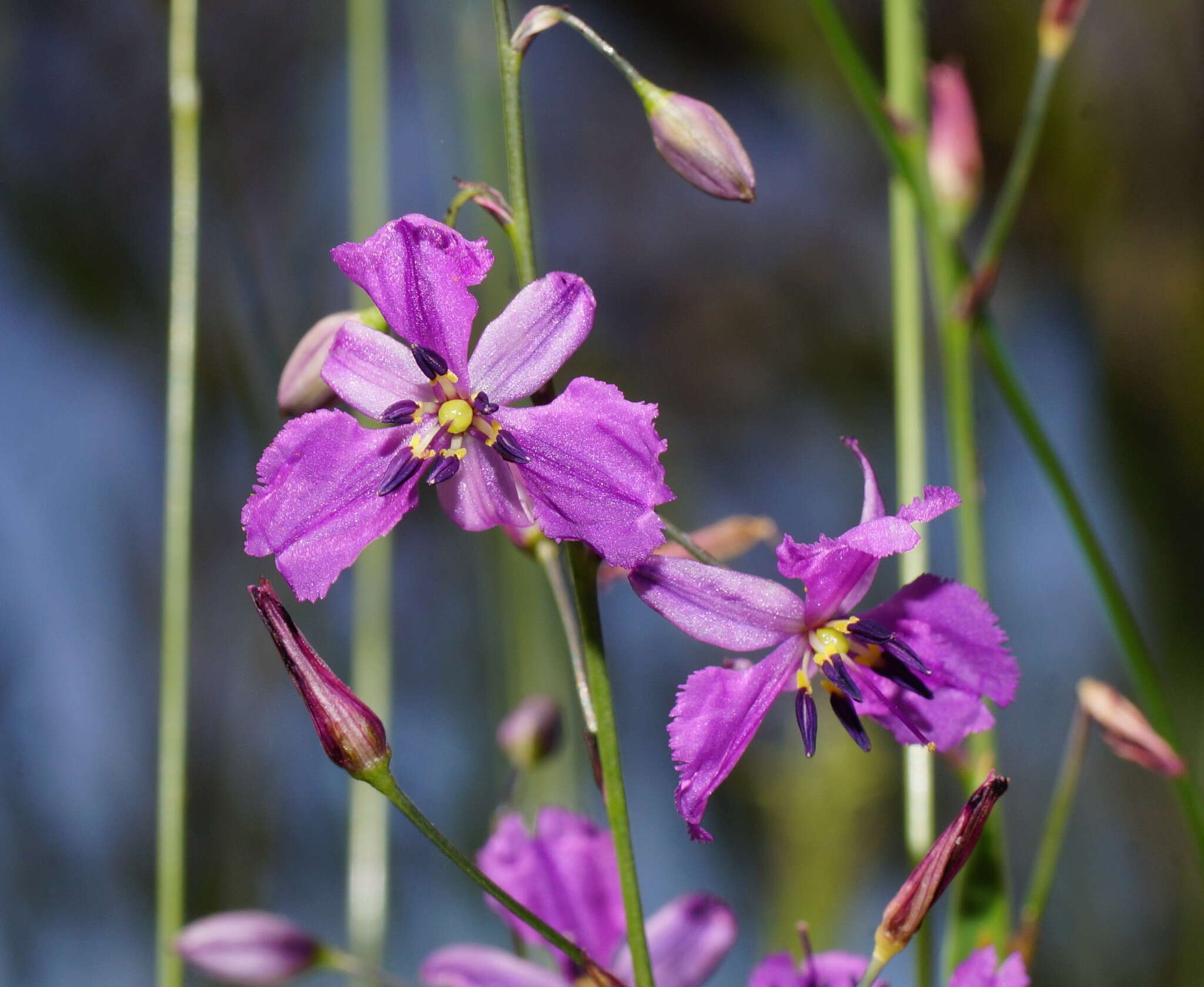 Image of Dichopogon