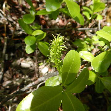 Image of blueberry willow