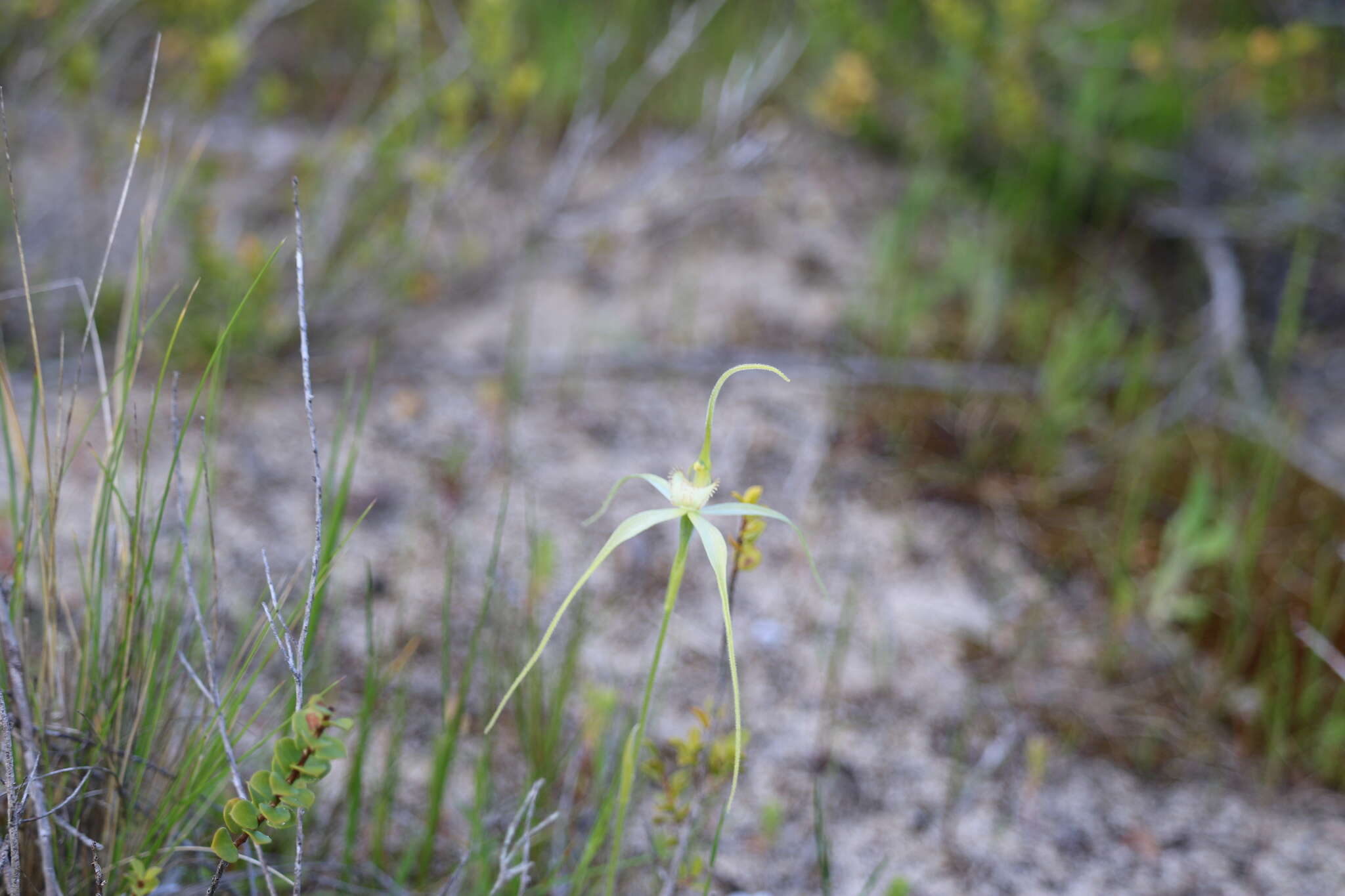 Image of Scented spider orchid