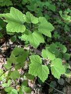 Image of Ribes spicatum subsp. hispidulum (Jancz.) L. Hämet-Ahti